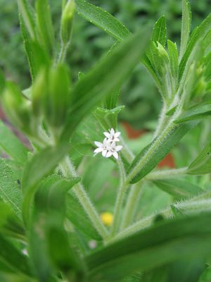 stevia fleur