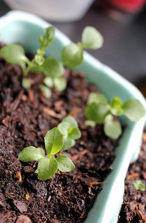 Plant de stevia