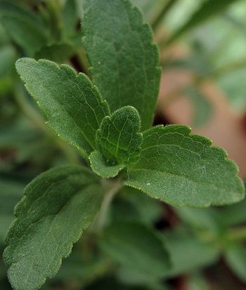 Stevia de Canderel : avis et tests - Aides à la pâtisserie - Stevia de  Canderel : avis et tests - Aides à la pâtisserie