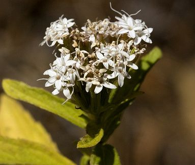 Photo de stevia serrata