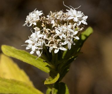 Stevia en poudre verte - Guayapi Tropical