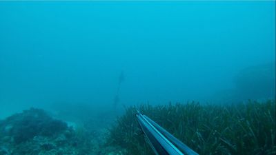 Image sous marine extraite d'une vidéo