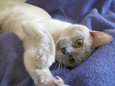 Photo de chat