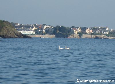 Un couple de cygnes dans la baie de Concarneau