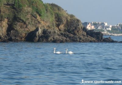 Images d'oiseaux cignes