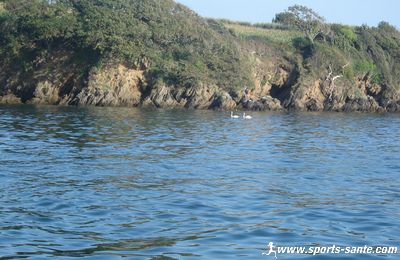 Photos de Cygnes