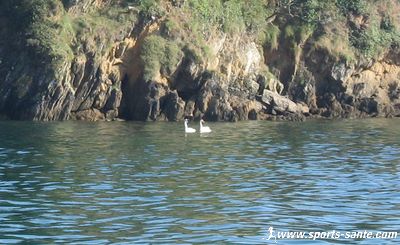 Image de cygne
