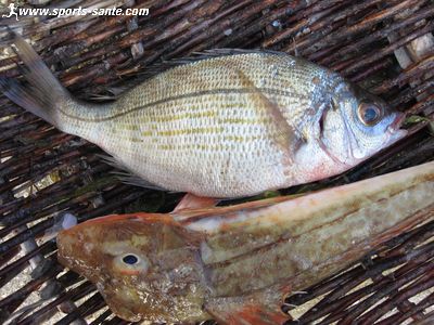 Photo de dorade et rouget pris au filet.