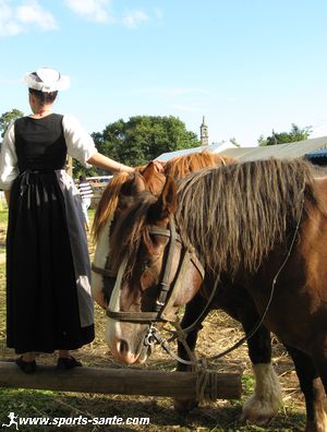Photo de chevaux de traits
