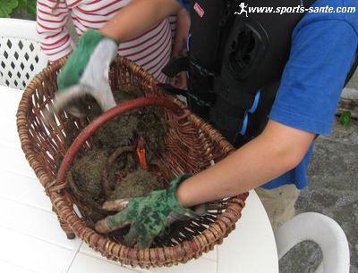 Photo d'araignées de mer