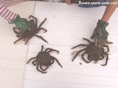 Photo de crustacés araignées de mer