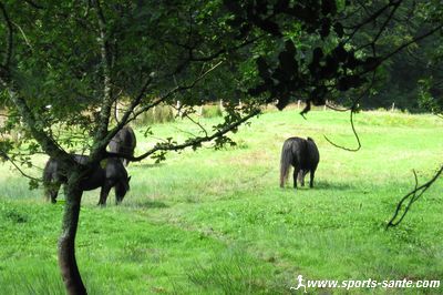 Photo de Poneys shetland