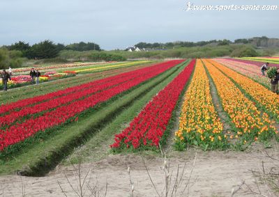 Photo de champs de tulipes à la Torche en Bretagne