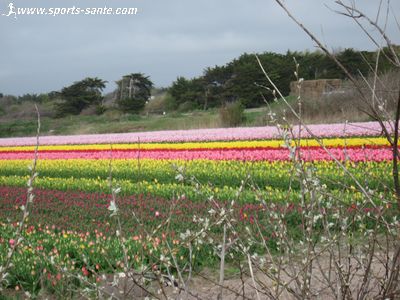 Photo de tulipes de plein champ en Finistère