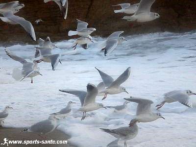 Photo des mouettes volant dans la tempête