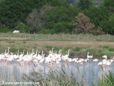 Oiseaux sauvages sur les étangs du Languedoc (Hérault) : Les flamants roses