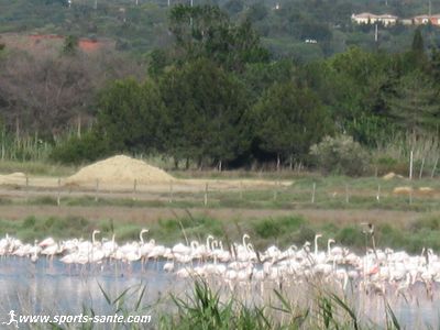 Photo de flamants roses