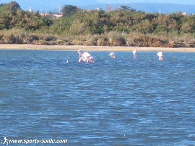 Photographie de flamant rose dans l'hérault