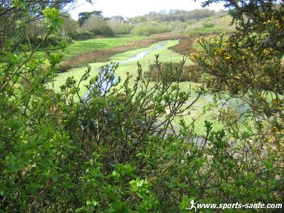 Photo de la vasière à Port la Forêt