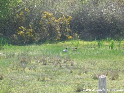 Canards dans les marais