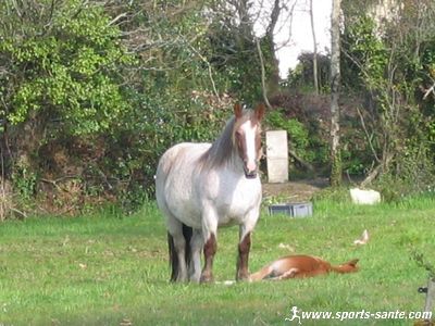 Jument et son poulain