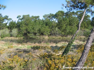 Marais breton