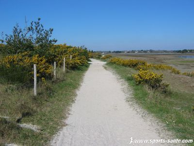 Image de genêts en fleurs