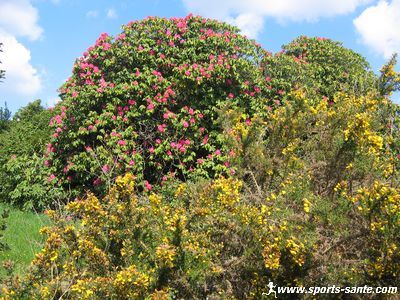 Photo d'arbre en fleurs