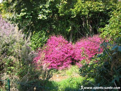 Photo d'azalées en Breatgne