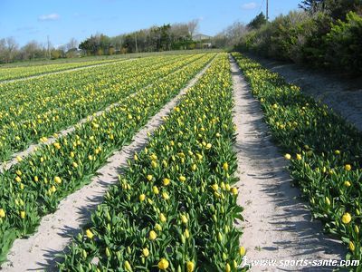 Photo de culture de tulipes