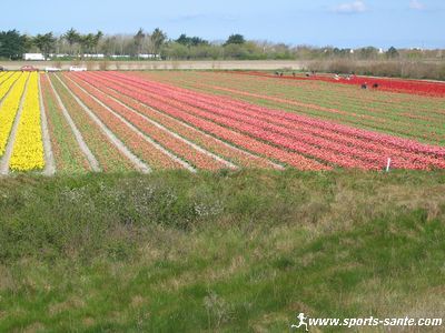 Photo de champs de tulipes