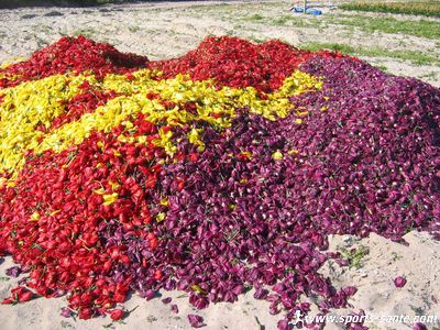 Photo de pétales de tulipes