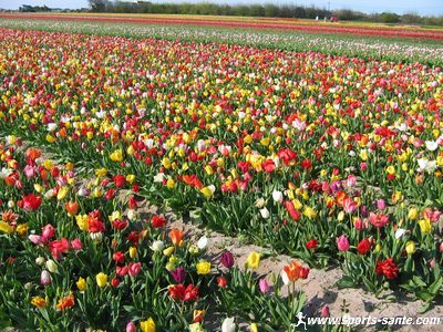 Tulipes de La Torche, Baie d’Audierne en Finistère (Région Bretagne)