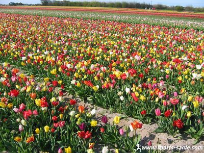 Tulipes de La Torche, Baie d'Audierne en Finistère (Région Bretagne)