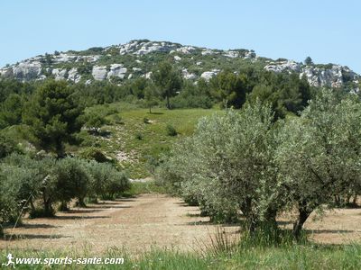 Photo des oliviers des environs de Fontvieille en Provence