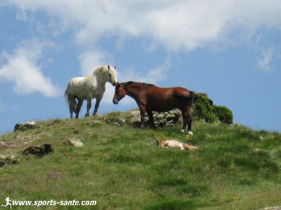 Image de chevaux en liberté
