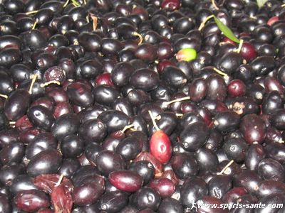 Produit du terroir ardéchois : l'huile d'olive de l'Olivier de Vincent