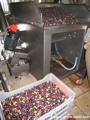 Photo de triage d'olives