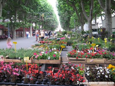 Vue du marché aux fleurs de Bézier