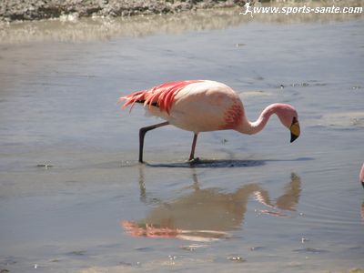 Photo de Flamant sur la lagune Charcota de Bolivie