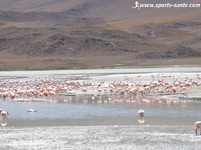 Photo d'une colonie de Flamants roses en Bolivie