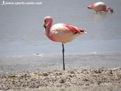 Photo de flamant andin en Bolivie