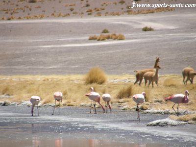Photo de flamants et vigognes Lagune Colorada en Bolivie