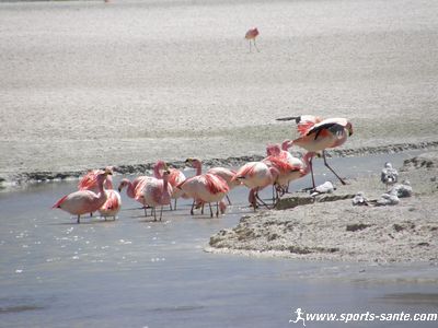 Photo de flamants roses Laguna Kanapa Bolivie