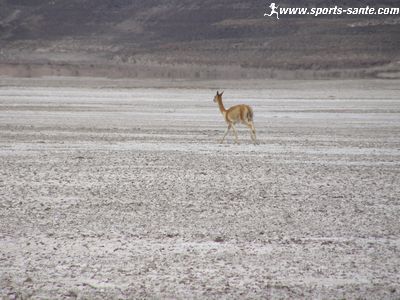 Photo d'une vigogne dans le Salar de Kanapa