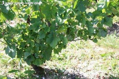 Photo de pied de vigne