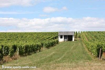 Photo de vigne dans le Berry