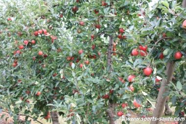 La récolte des pommes du côté de Bourges