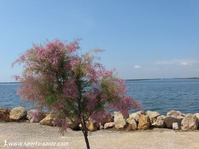 Photo de tamaris au bord de la plagette de Bouzigues.