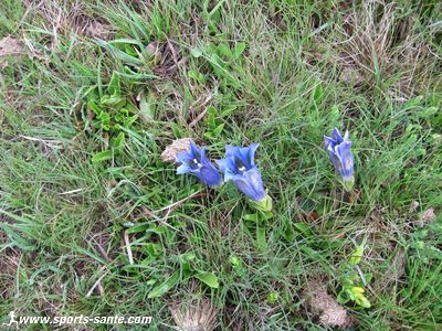 Photo de fleurs de gentiane sur le massif du Carlit